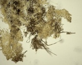 Ascorhizoctonia praecox image