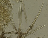Ascorhizoctonia praecox image