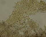 Ascorhizoctonia praecox image