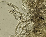 Ascorhizoctonia praecox image