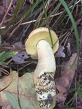 Leccinum luteum image