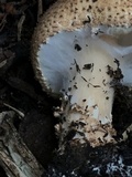 Echinoderma asperum image
