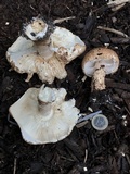 Echinoderma asperum image