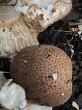 Echinoderma asperum image