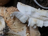 Echinoderma asperum image
