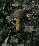 Boletus luridus image