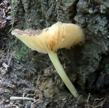 Chrysomphalina strombodes image