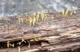 Calocera cornea image