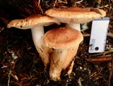 Tricholoma vaccinum image