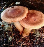 Tricholoma vaccinum image