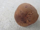 Tylopilus badiceps image
