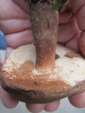 Tylopilus badiceps image