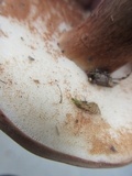 Tylopilus badiceps image