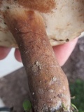Tylopilus badiceps image