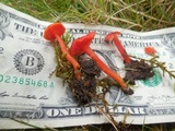 Hygrocybe phaeococcinea image