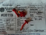 Hygrocybe phaeococcinea image