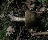 Leccinum pseudoscabrum image