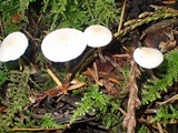 Strobilurus trullisatus image