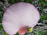 Fistulina hepatica image