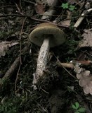 Leccinum pseudoscabrum image