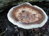 Laetiporus persicinus image