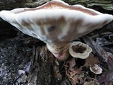 Laetiporus persicinus image