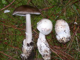 Amanita pachycolea image