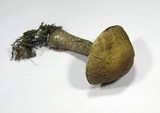 Leccinum pseudoscabrum image