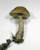 Leccinum pseudoscabrum image