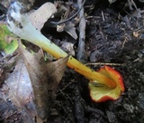 Hygrocybe acutoconica image