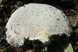 Trametes gibbosa image