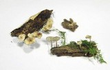 Marasmiellus ramealis image