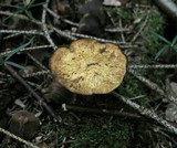 Polyporus ciliatus image
