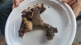 Gomphus clavatus image