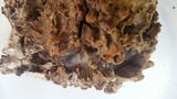 Gomphus clavatus image