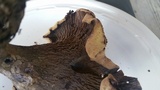 Gomphus clavatus image