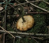 Polyporus ciliatus image