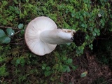 Russula brunneola image
