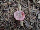 Russula queletii image