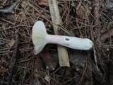 Russula queletii image