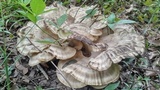 Meripilus sumstinei image