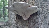 Ganoderma lobatum image