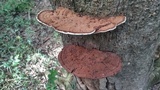 Ganoderma lobatum image