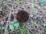 Lactarius lignyotus var. nigroviolascens image
