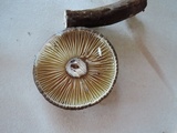 Lactarius lignyotus var. nigroviolascens image