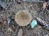 Lactarius lignyotus image