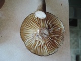 Lactarius lignyotus var. nigroviolascens image
