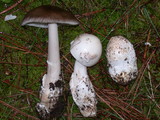 Amanita pachycolea image