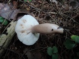 Lactarius mucidus image