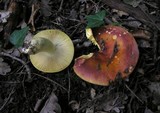 Russula aurea image